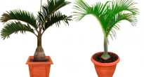 Гиофорба — бутылочная пальма