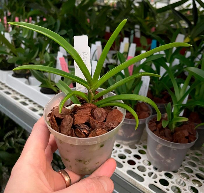 Орхидея аскоценда — гибрид Аскоцентрума и Ванды