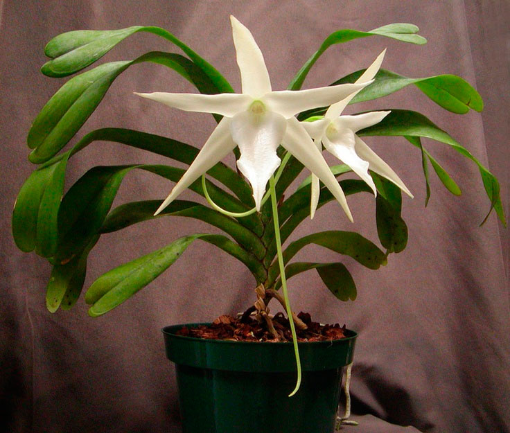 Орхидея Ангрекум: описание, выращивание, посадка и уход
