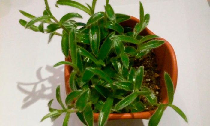 Цианотис — выращиваем растение из тропиков, правила ухода