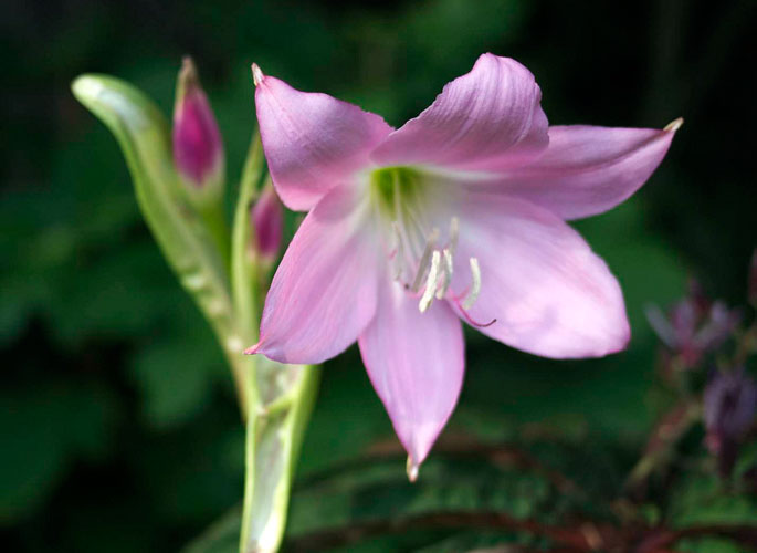Цветок амаркринум фото