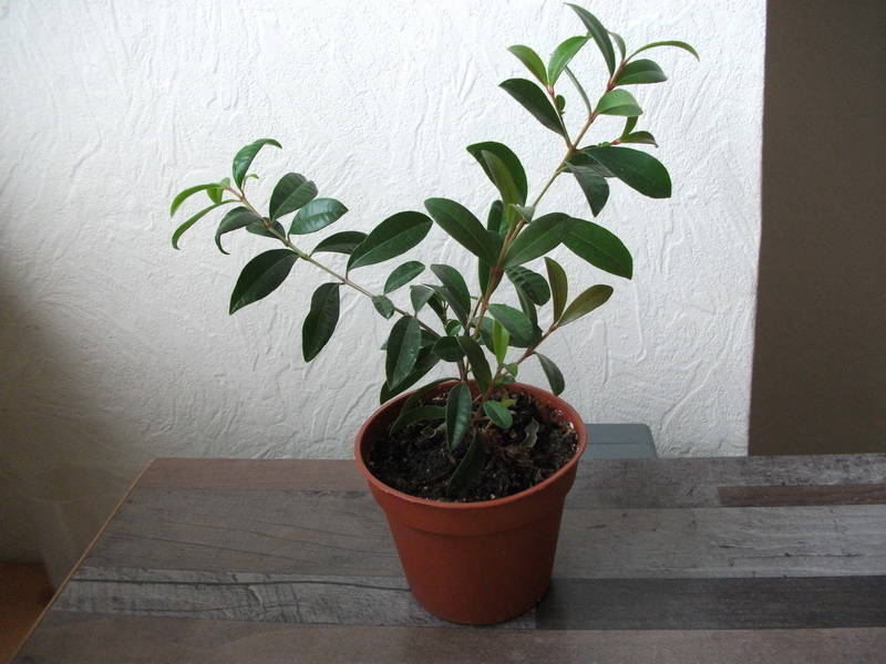 Комнатное растение сизигиум: уход в домашних условиях, фото