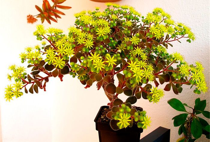 Аихризон или дерево любви Уход в домашних условиях Размножение Фото комнатных цветов