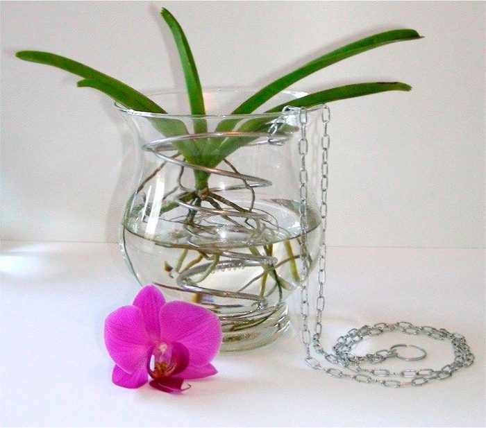 Орхидея ванда - фото и описание тропической красавицы