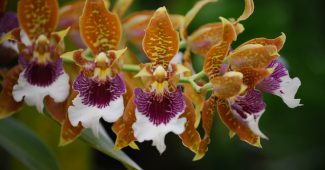 Орхидея одонтоглоссум