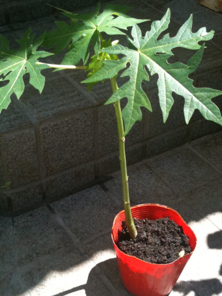 Как выращивать папайя в домашних условиях?