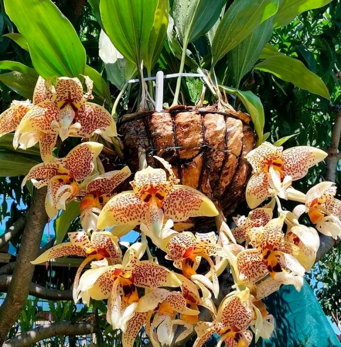 Орхидея стангопея — редкая и очень эффектная