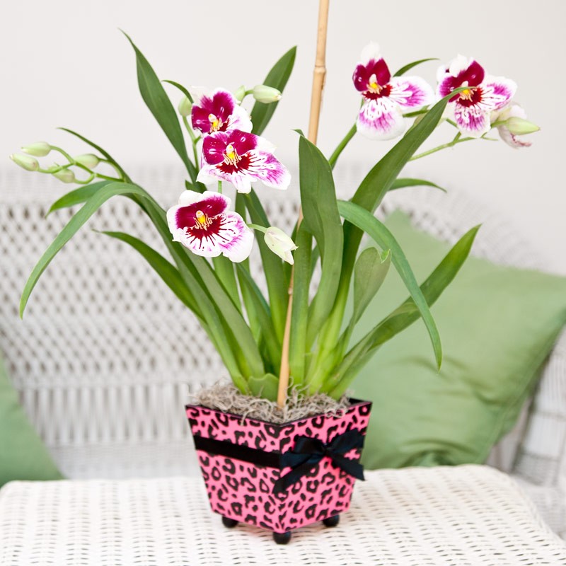 Мильтония — орхидея - ответы на все вопросы от эксперта