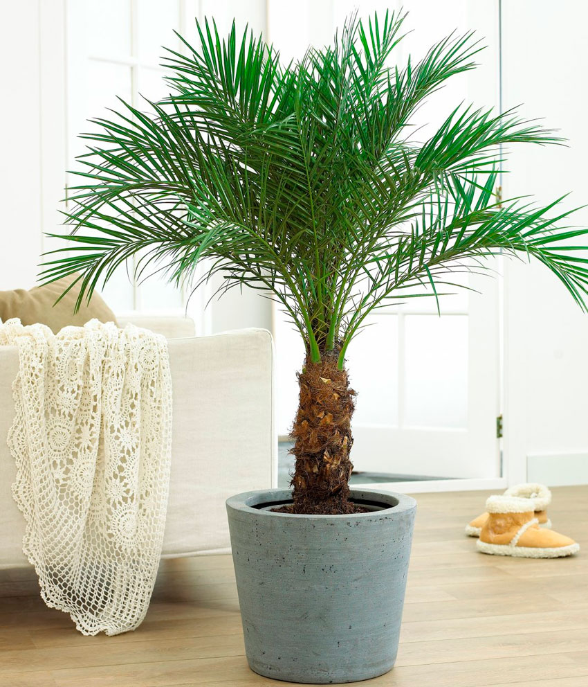 Разновидности комнатной пальмы: какую выбрать домашнюю пальму для декора помещения