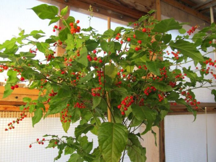 Ривина: декоративное растение с яркими ягодами