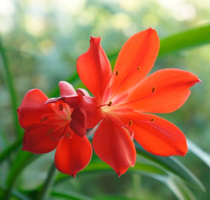 Валлота: тропический цветок в доме. Уход и размножение