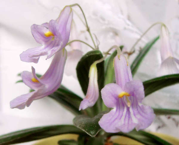 Примулина лонггангская (Primulina longgangensis)