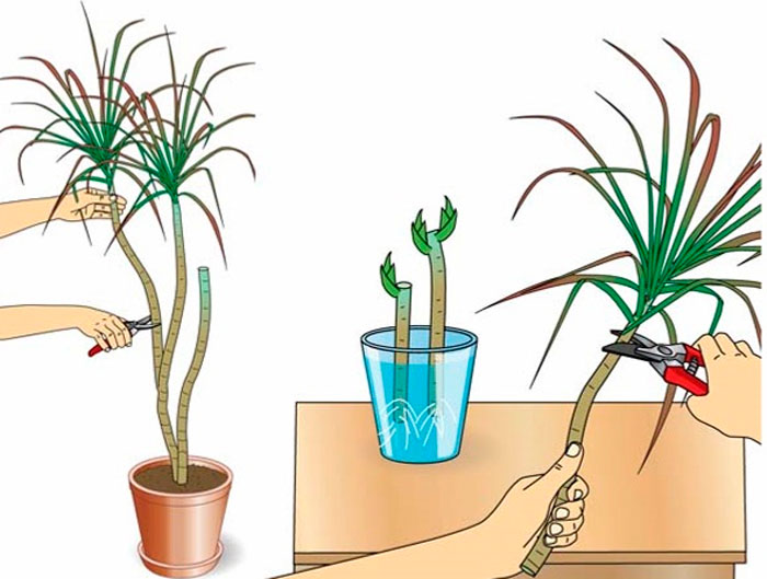 5 мобильных приложений, способных распознавать комнатные растения