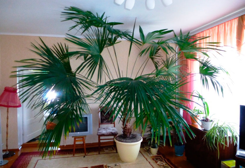 14 видов комнатных пальм и как за ними ухаживать