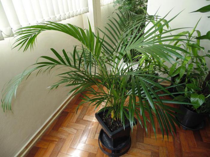 Бамбуковая Пальма Фото Комнатная