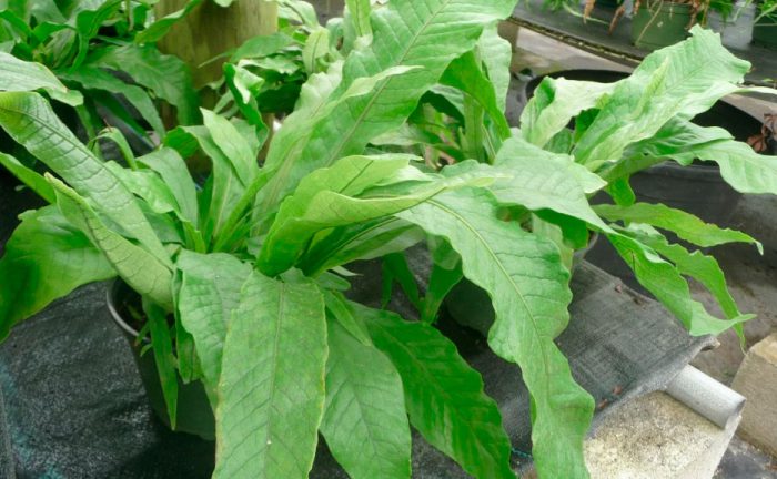 Микросорум бананолистный (Microsorum musifolium)