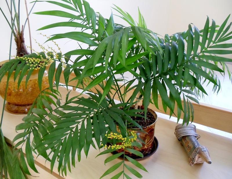 Как часто поливать домашнюю пальму в горшке в домашних условиях?