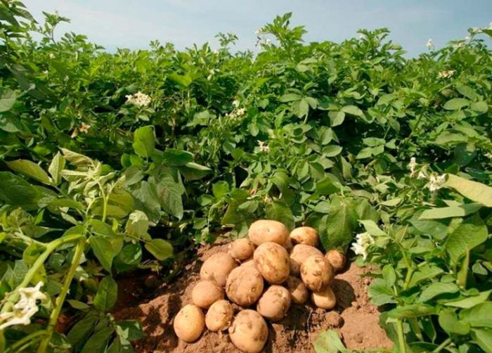 Боковые ставки для картофеля