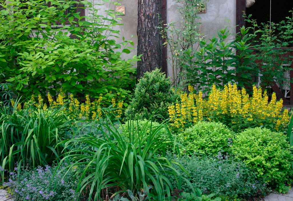 49 зимостойких многолетних декоративных кустарников, цветущих все лето