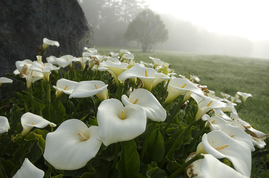 Домашний цветок калла — выращивание, уход и распространенные заболевания