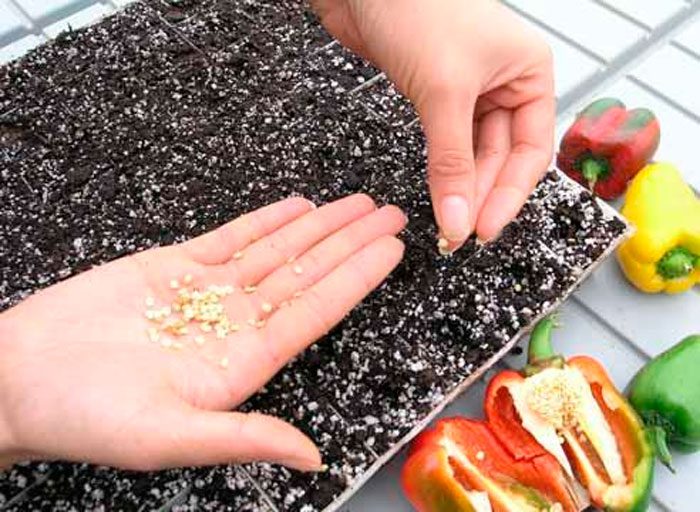 Подготовка семян перца к посеву на рассаду, пошаговая инструкция с фото