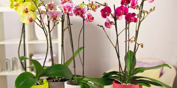 Как ухаживать за домашней орхидеей