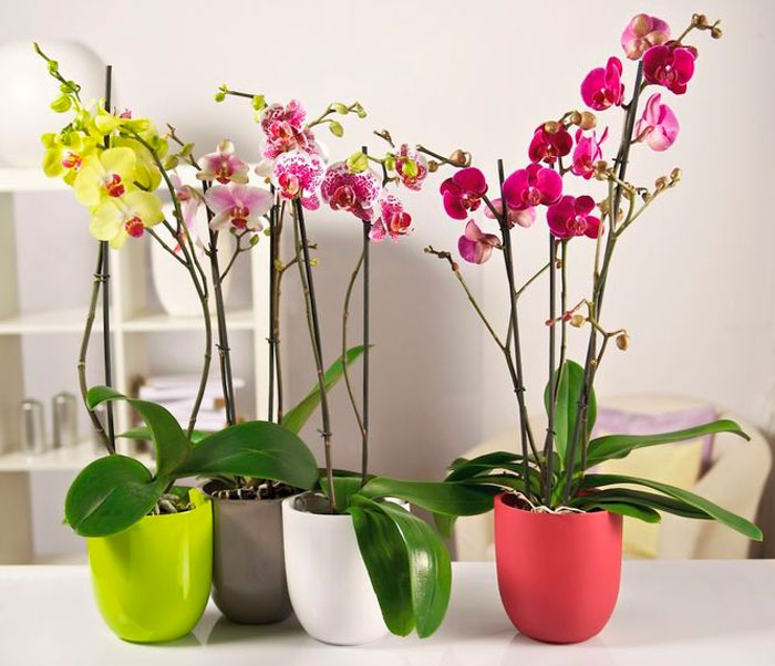 как ухаживать за орхидеями комнатными