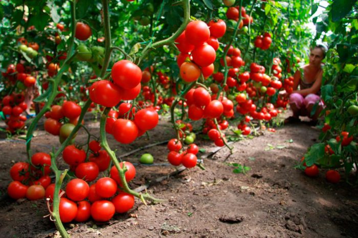 Как выращивать помидоры в теплице
