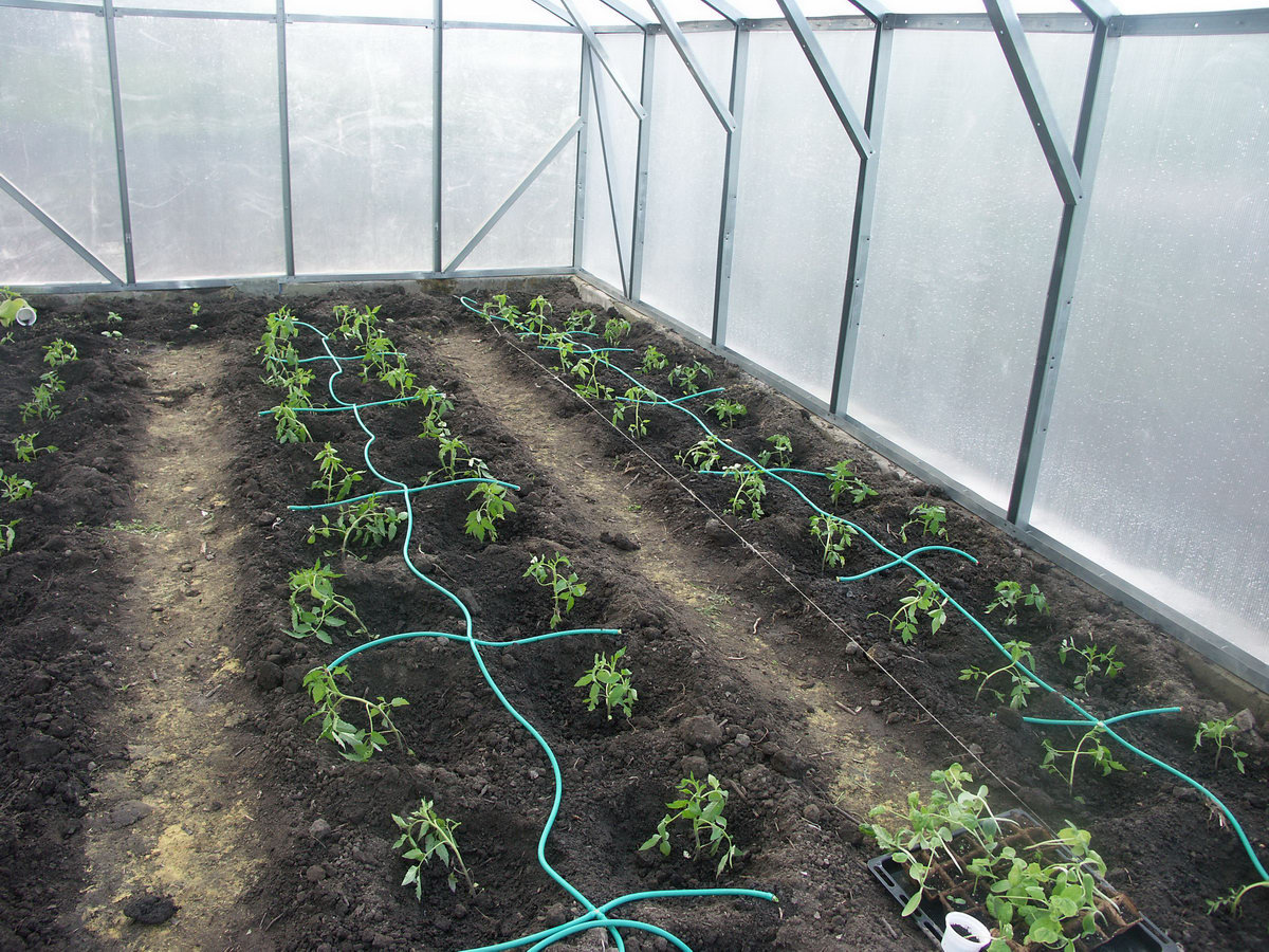 Помидоры в теплице: как посадить и вырастить, уход за помидорами в теплице