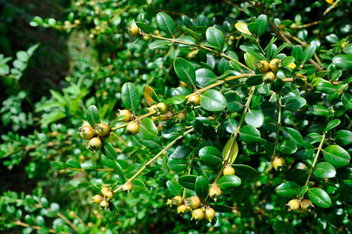 Самшит колхидский, или кавказский (Buxus colchica)