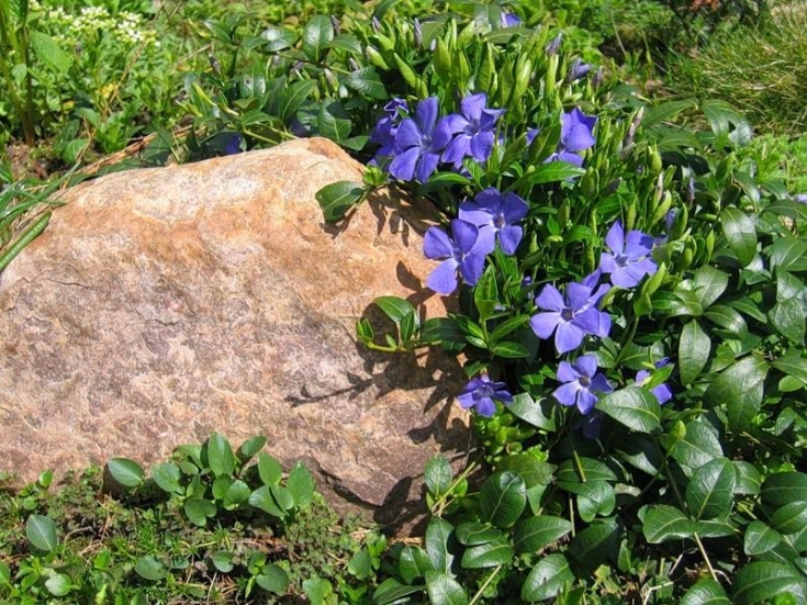 Вьющиеся цветы для сада: инструкция по посадке, названия с фото