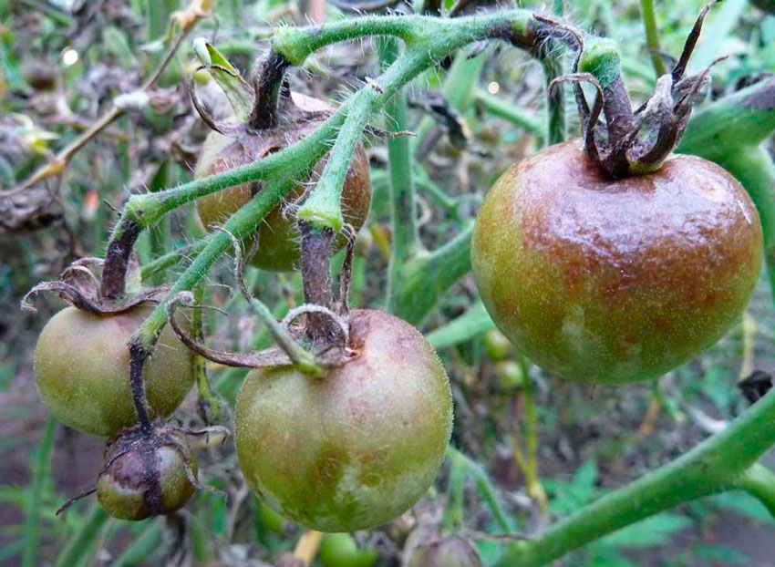 Почему помидоры чернеют в теплице снизу плода: причины и способы исправить