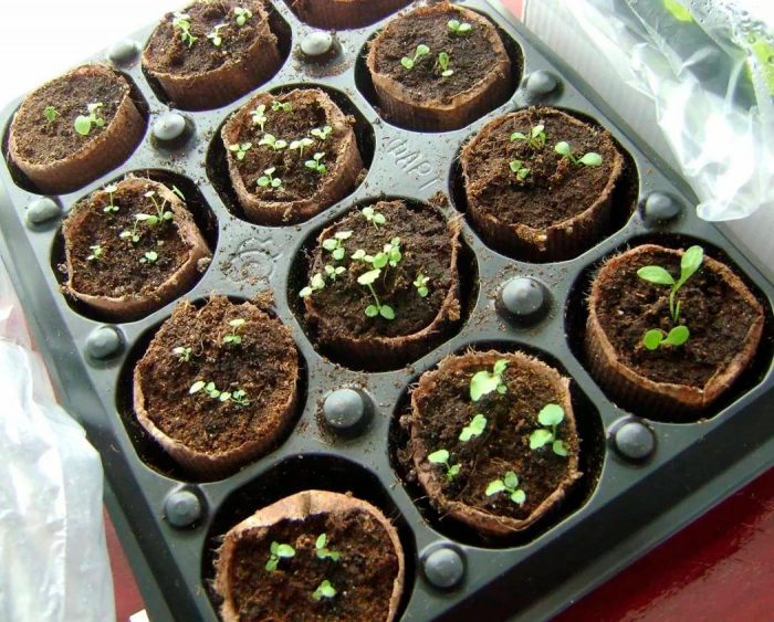 Выращивание из семян