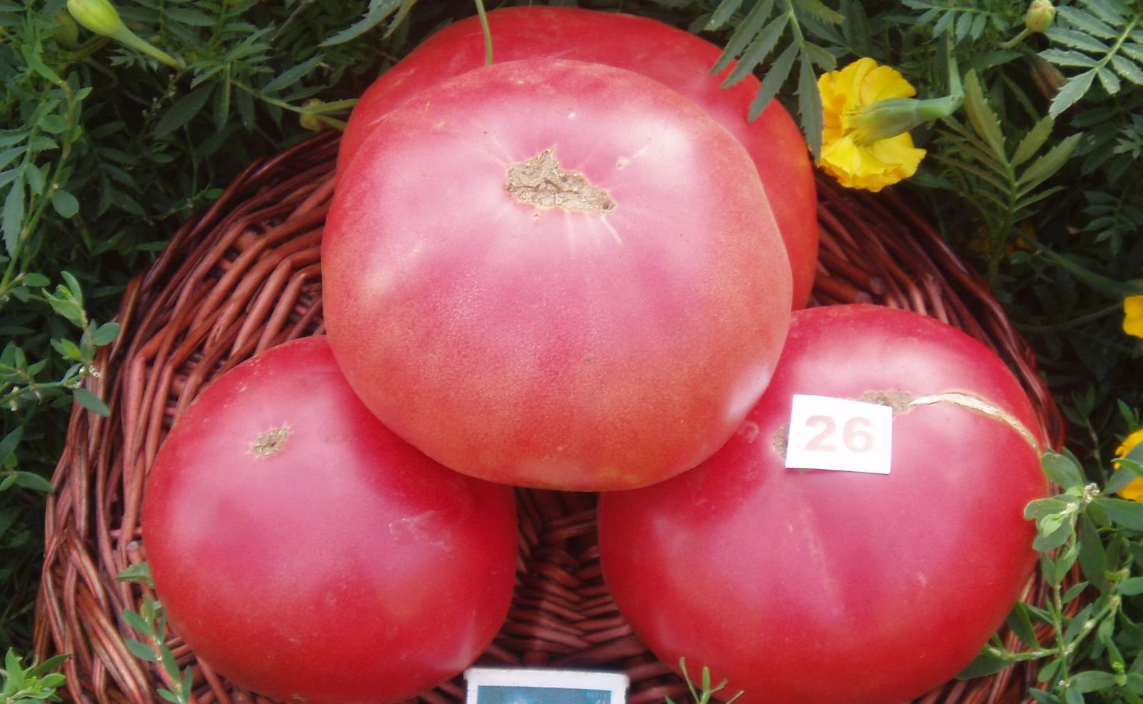 Хорошие розовые помидоры. Томат f1 розовый гигант. Сорт томата Пудовик. Семена томата сахарный пудовичок. Томат малиновый мед.