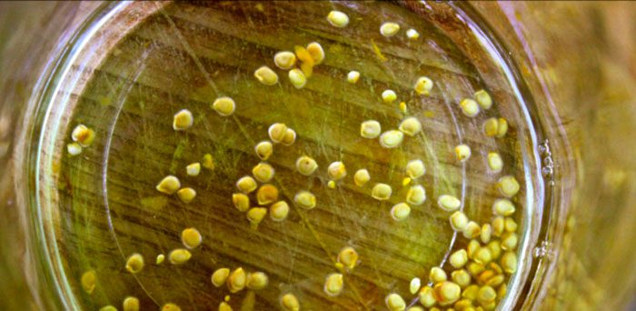 Насыщение семян микроэлементами