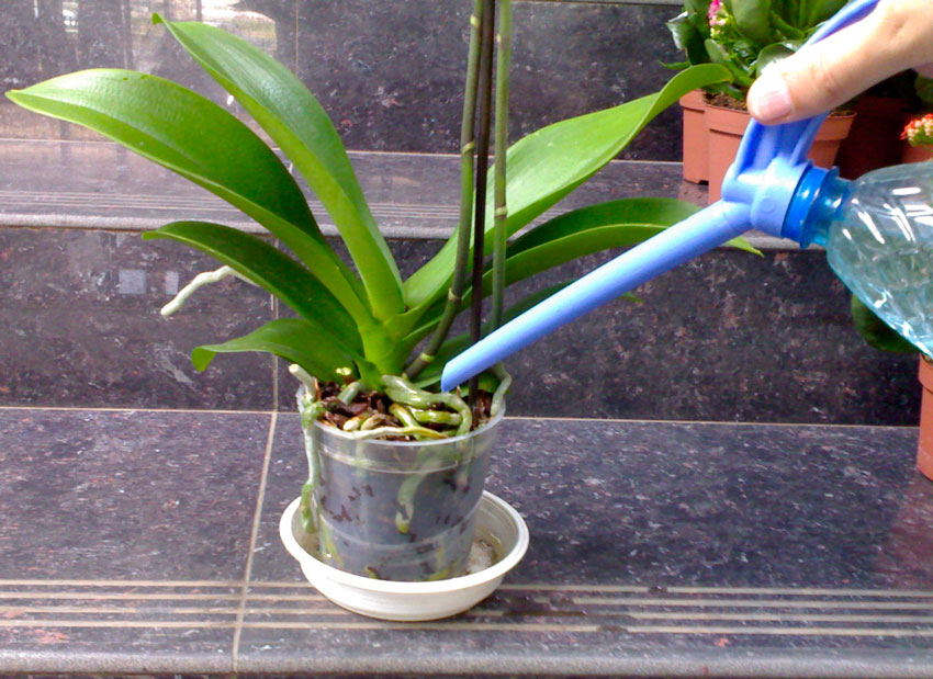 Уход орхидей в домашних условиях для начинающих семена цветов купить интернет магазин гавриш