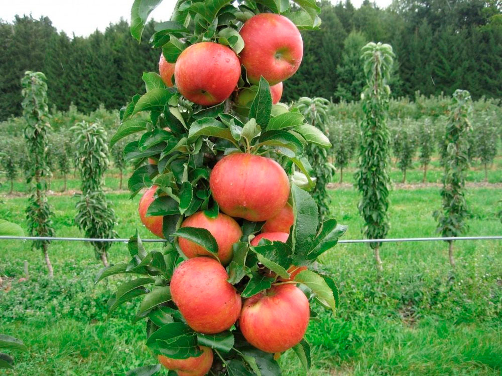 Колоновидная яблоня есения описание сорта и характеристики выращивание с фото