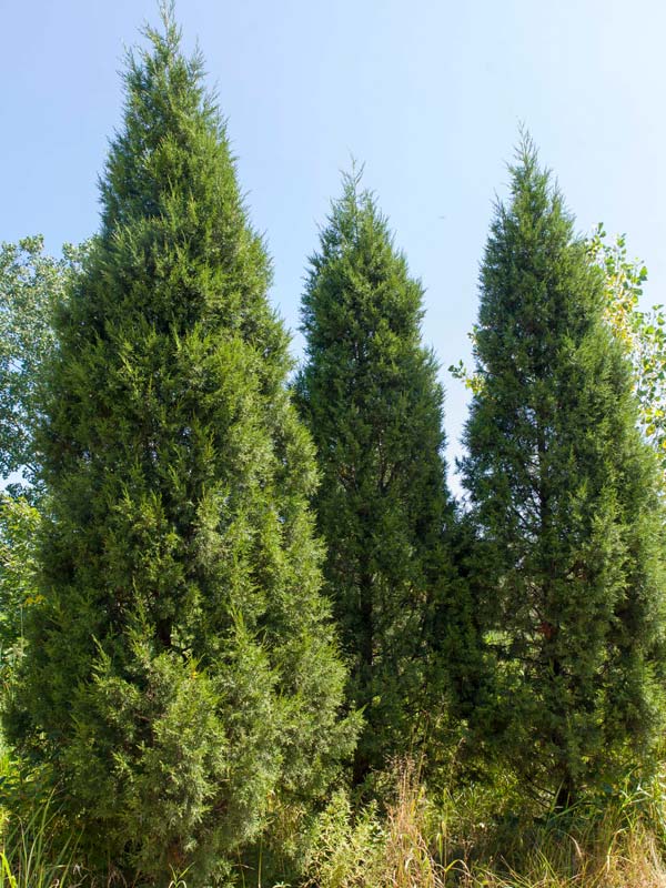 Можжевельник китайский (Juniperus chinensis)