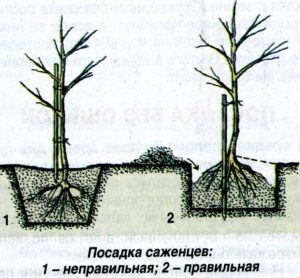 Схема посадки колоновидных яблонь в один ряд