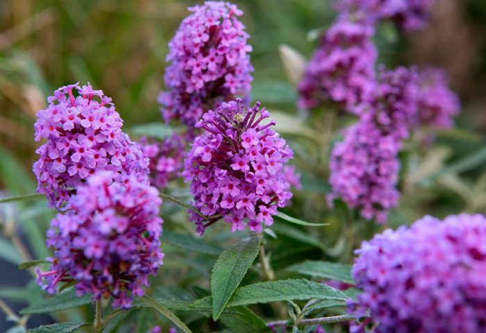 Květy Budley: výsadba, péče a pěstování na otevřeném poli, druhy a odrůdy