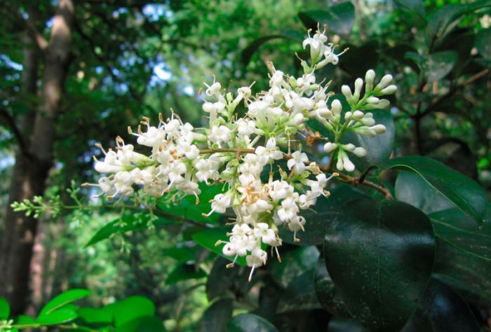 Бирючина японская (Ligustrum japonicum)
