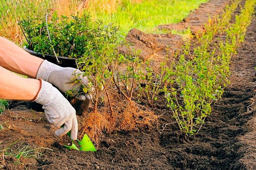 Выращивание боярышника в открытом грунте: посадка и уход | Садоводство в Украине