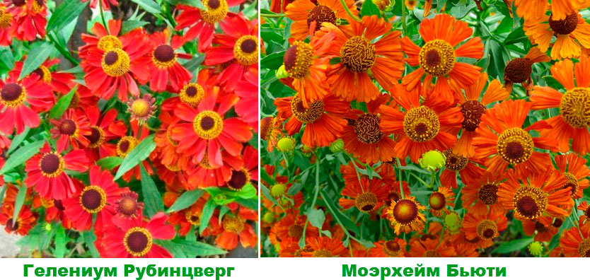 Цветы Гелениум Посадка И Уход Фото