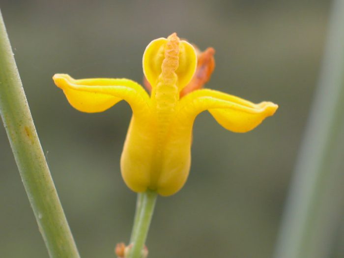 Дицентра золотистоцветковая (Dicentra chrysantha)