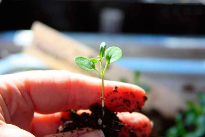 Выращивание ибериса из семян