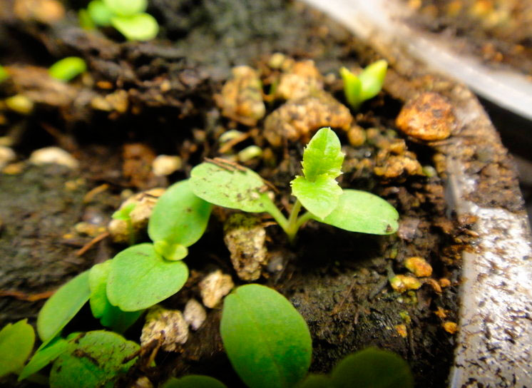 Посев платикодона семенами стратификация семян растений