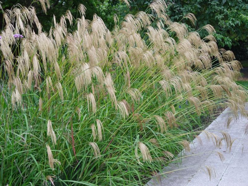 Мискантус сахароцветковый: описание растения, фото, характеристики, посадка и выращивание, отзывы