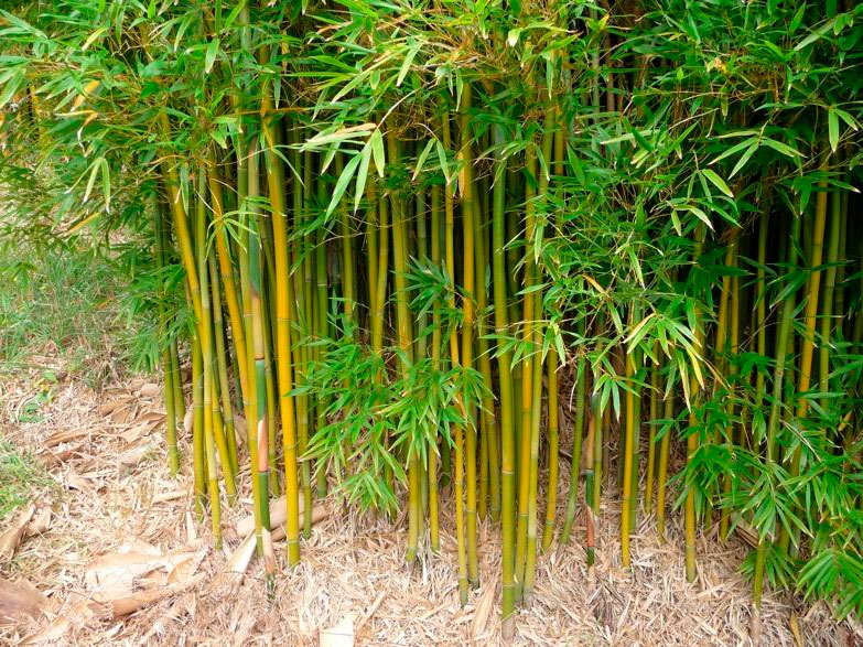 Бамбук Фото Цветов