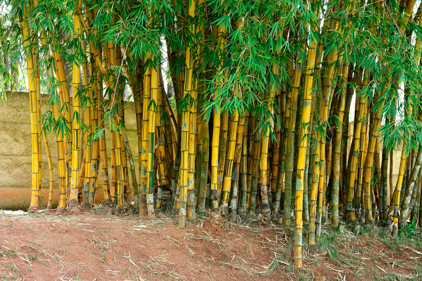 бамбук сорт