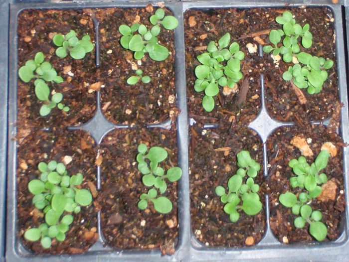 Выращивание сальпиглоссиса из семян